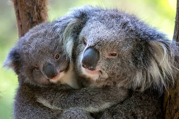 Koalas at Healesville - Hazel and Emily