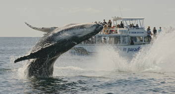 Whale Watching & Canal Cruise with transfers from Brisbane
