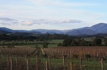 Yarra Valley Food and Wine Day Tour