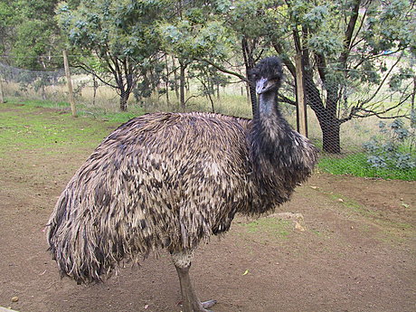 Emu