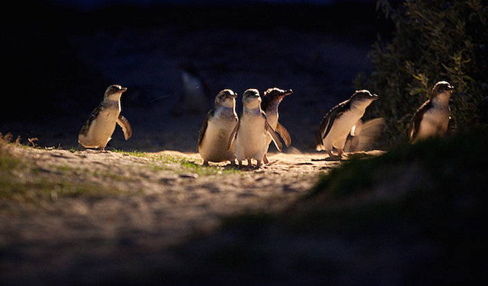 Penguin Parade