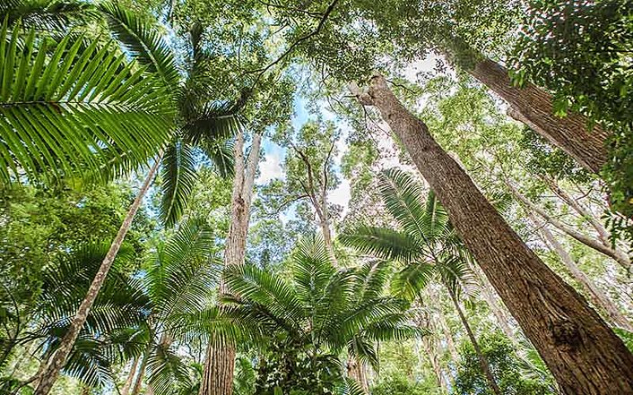 Rainforest on the island