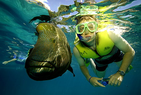 He's a Giant! Snorkelling with huge fish at Moore reef near Cairns