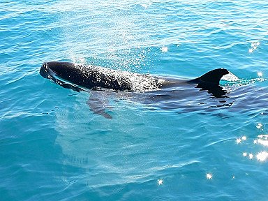 Marine life at the Cobourg Peninsula