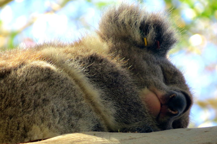 Koala