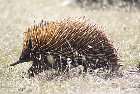 Echidna