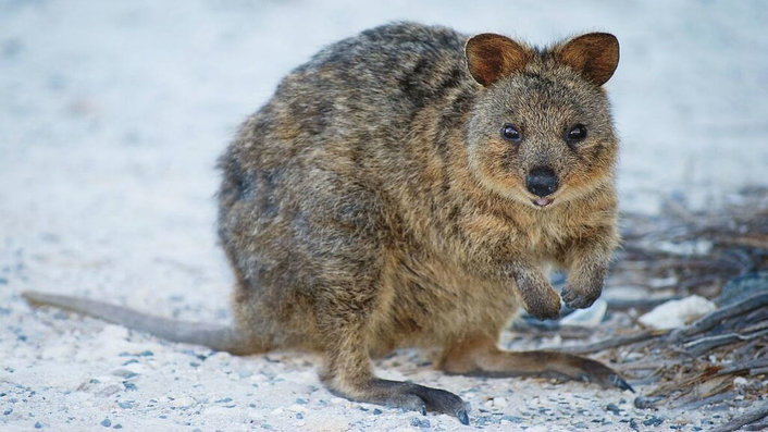 Quokka