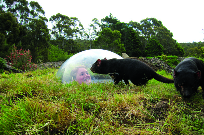 Tassie Devil Park