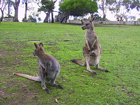 Kangaroos