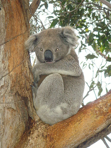 KOALA