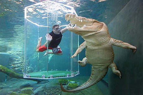 Get up close and personal with some of the largest Saltwater Crocodiles