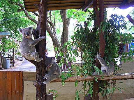 Cuddle a Koala