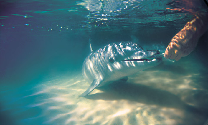 Dolphin feeding