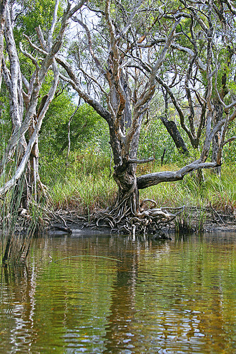 Bowarrady Creek, Fraser Island