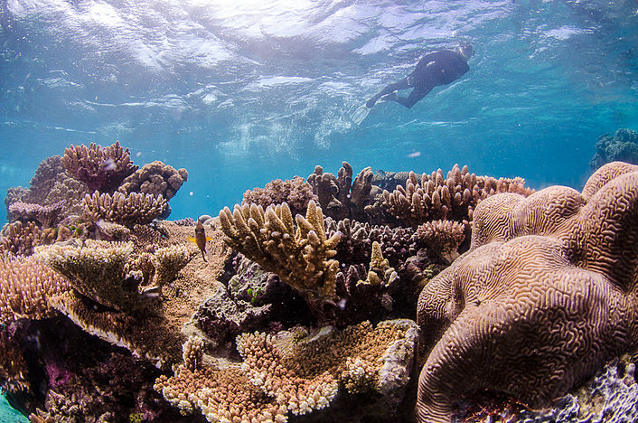 Silverswift snorkeller over Reef