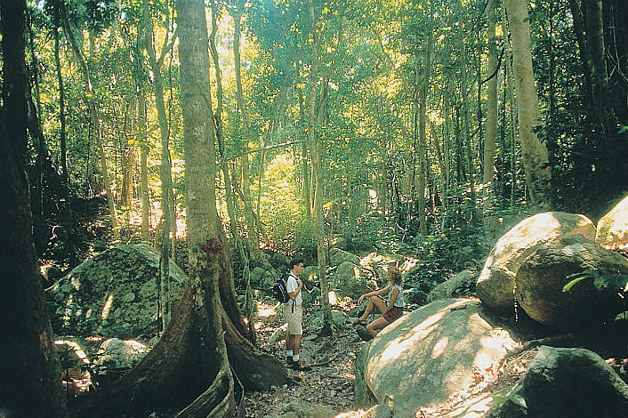 Rainforest on Fitzroy island