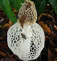 Crinoline  Mushroom Web