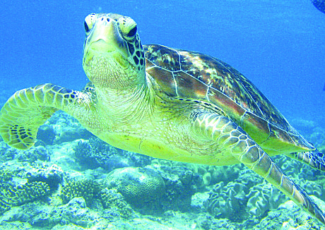 Friendly Green Turtle