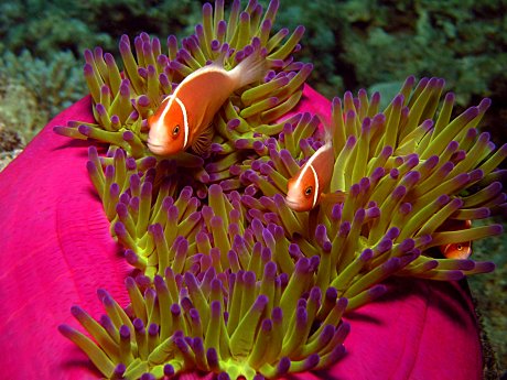 Anenomes at Moore reef near Cairns