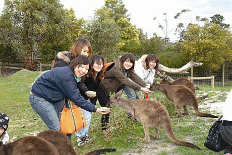 Feeding kangaroos 