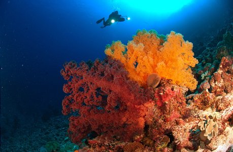 Soft Corals Osprey Reef