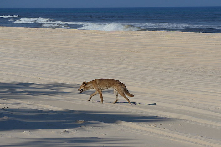 Dingo on Fraser Island