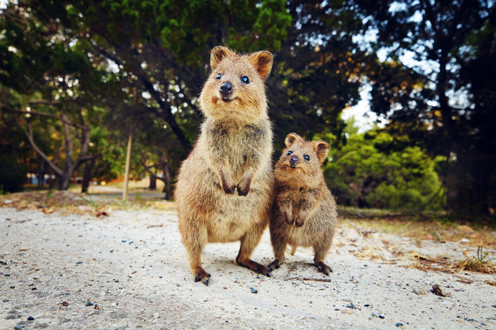 Quokka