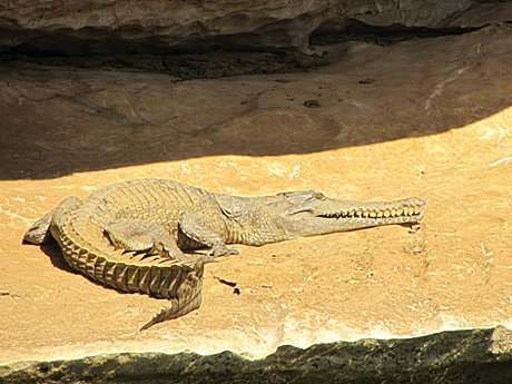 Lazy crocodile