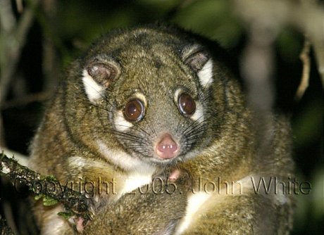 Night spotting possums