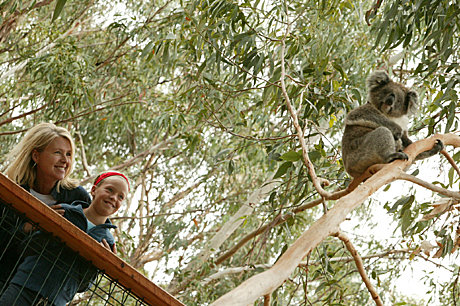 Koala Conservation Centre