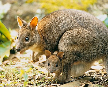 Red-necked Pademelon