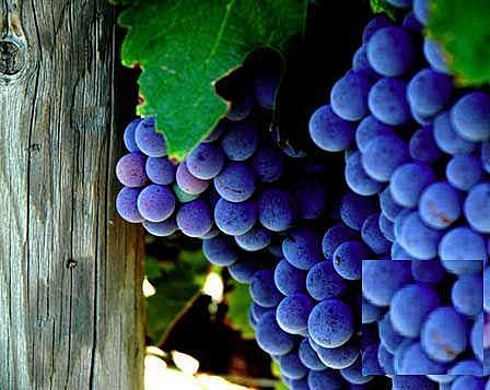 Barossa Wine Tours