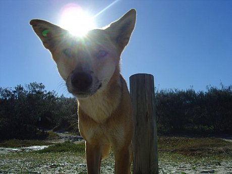See the Dingos - Fraser Island