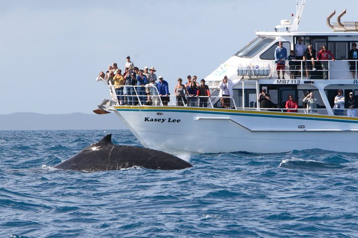 Whale Watching