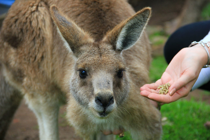 Feed the friendly kangaroos at Moonlit Sanctuary