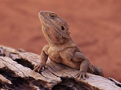 Northern Bearded Dragon