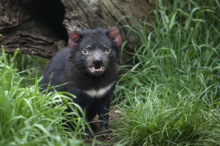 Meet a Tassie Devil at Moonlit Sanctuary