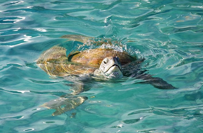 Airlie Adventure Turtle Encounters