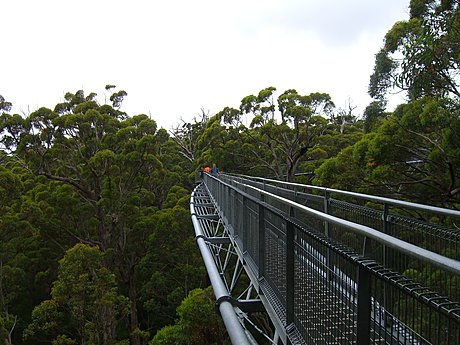 Tree Top Walk