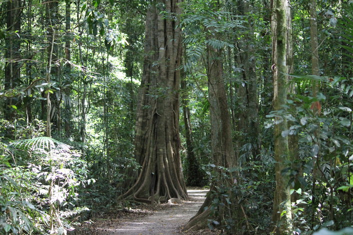 Rainforest walk