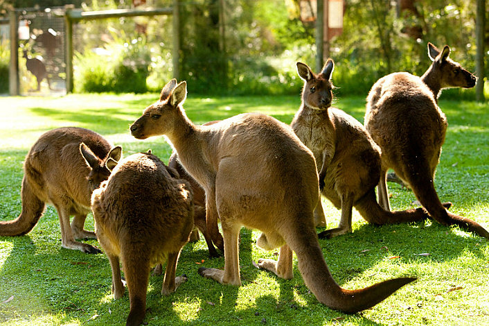 Kangaroos at Healesville