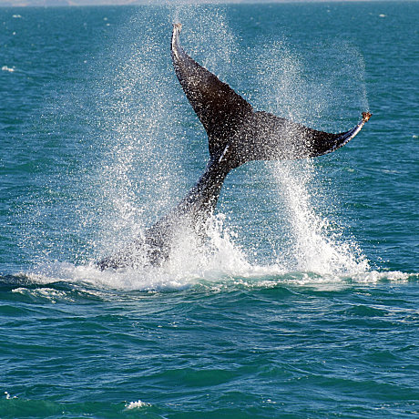 Whale Watching