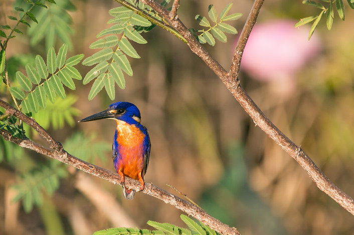 Azure Kingfisher