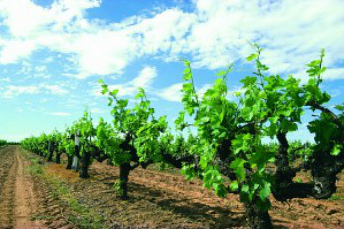 Margaret River Grape Vines
