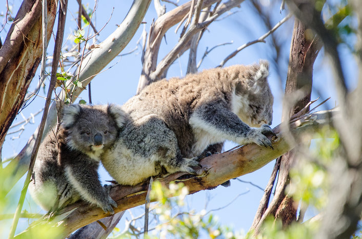 See koalas up close at the Koala Conservation Reserve