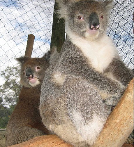 Caversham Wildlife Park