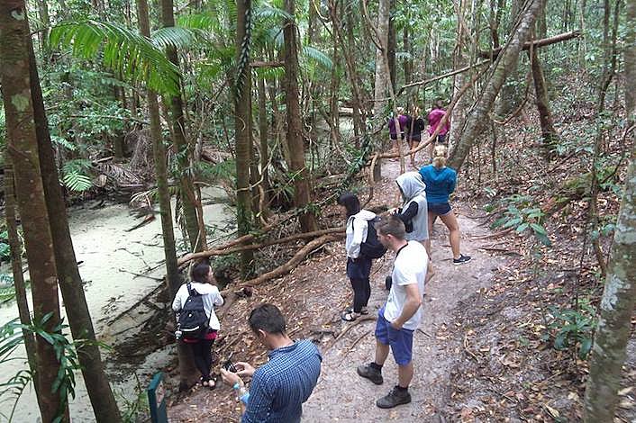 Walking in the rainforest