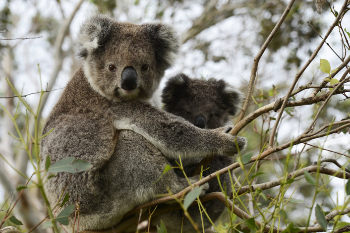 Koalas in the wild along the Great Ocean Road