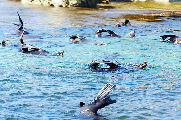 Seal Spotting