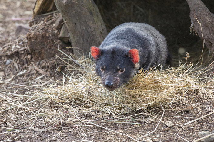 The famous Tassie Devil